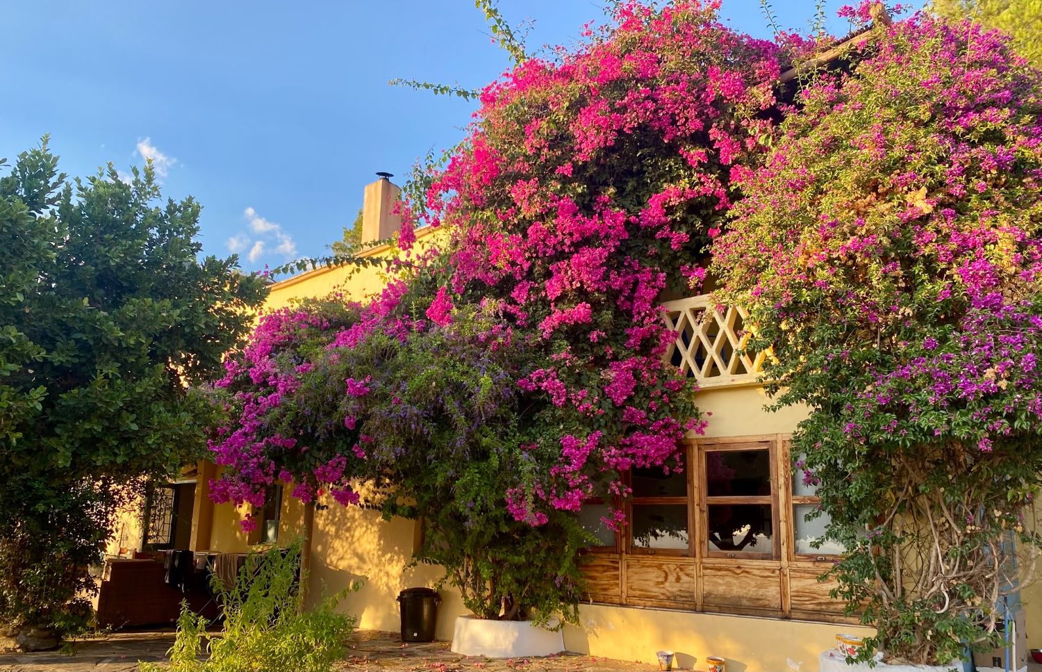 The villa covered in pink bougainvillea